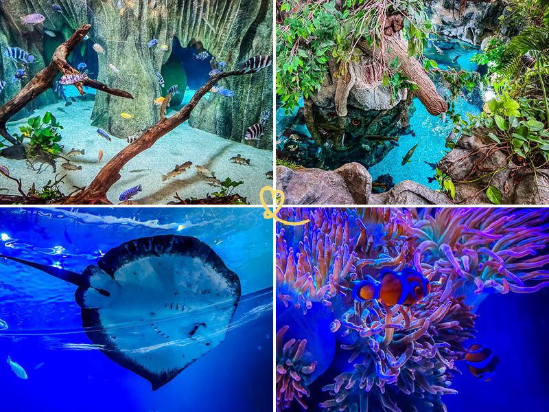 visiter aquarium poema del mar las palmas