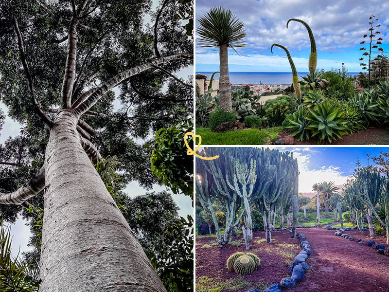 Os melhores jardins em Puerto de la Cruz, Tenerife