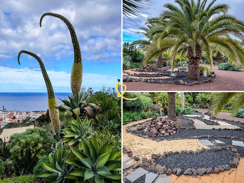 Besuchen Sie den Jardin Carolina in Puerto de la Cruz.