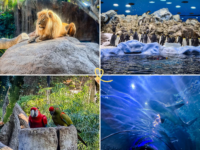 Bezoek Loro Parque op Tenerife