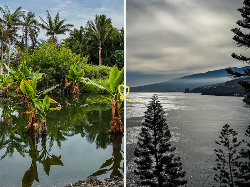 visit palmetum santa cruz tenerife