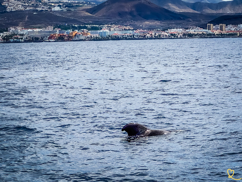 Tenerife excursoes golfinhos baleeiras pt