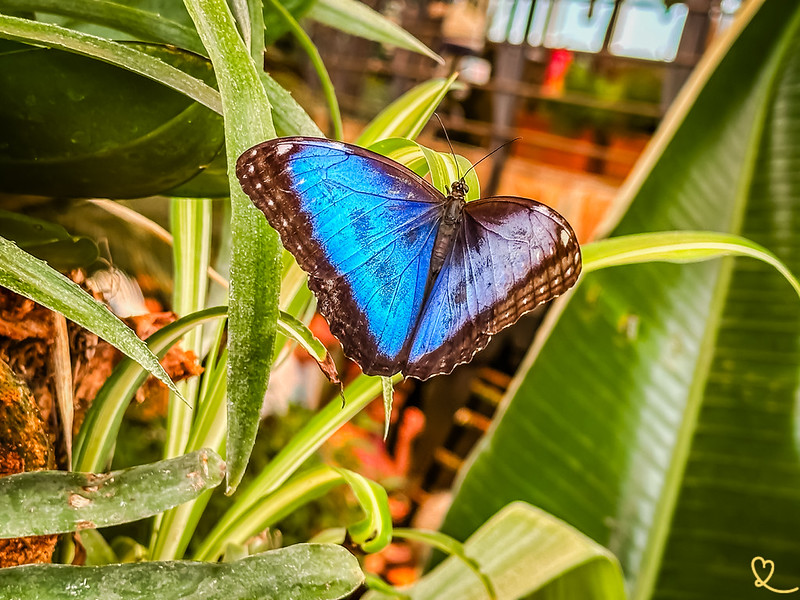 Mariposario del Drago Butterfly Park Icod de Los Vinos
