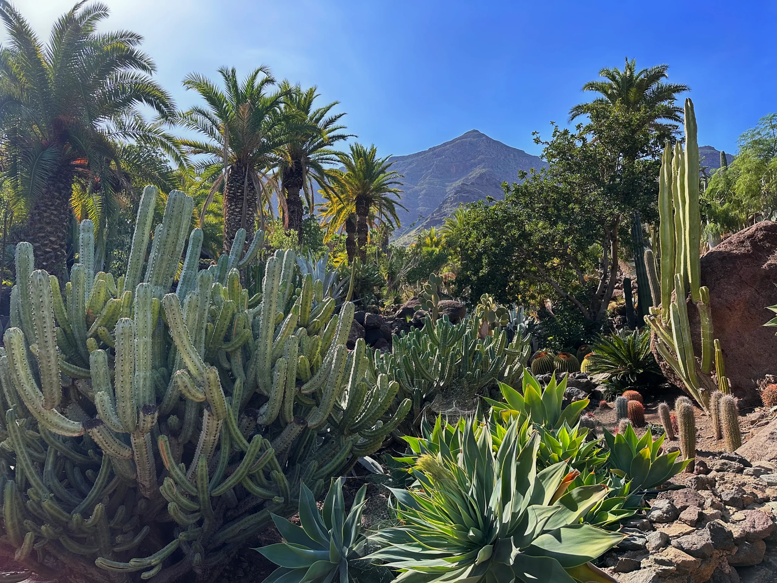Cactualdea Gran Canaria